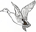 Silkscreen Drawing of a Flying Duck